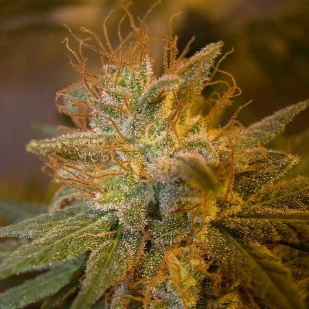 Kushberry van DNA Genetics