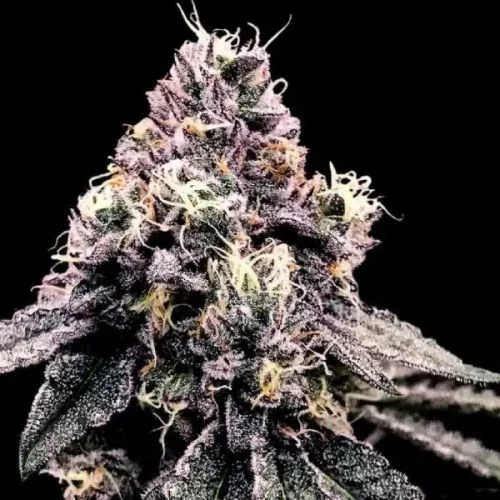 Kosher Pie van DNA Genetics
