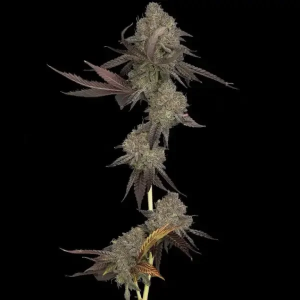 DNA Cake van DNA Genetics
