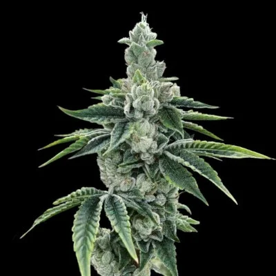 Recon 2.0 van DNA Genetics