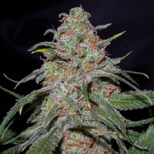 Lemon Skunk van DNA Genetics