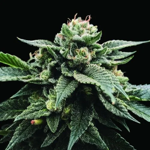 Sorbet Stash van DNA Genetics