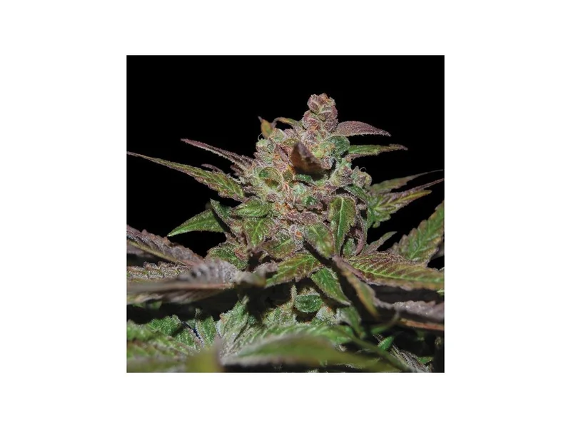 Purple Wreck van DNA Genetics