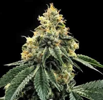 Kosher Dawg van DNA Genetics