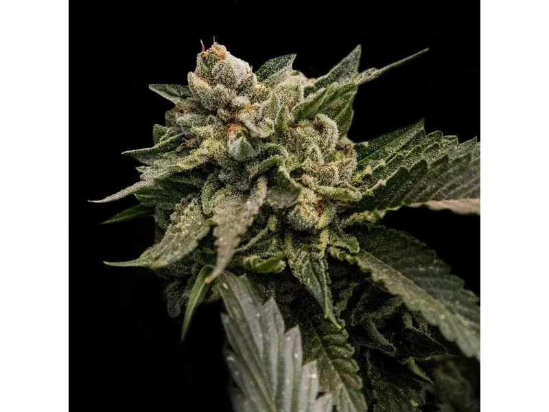 Strawberry Sorbet van DNA Genetics