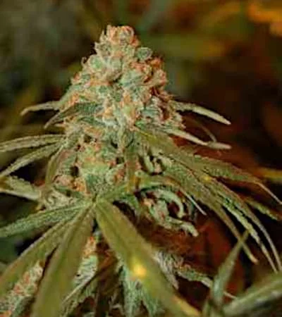 Lemon Skunk van DNA Genetics