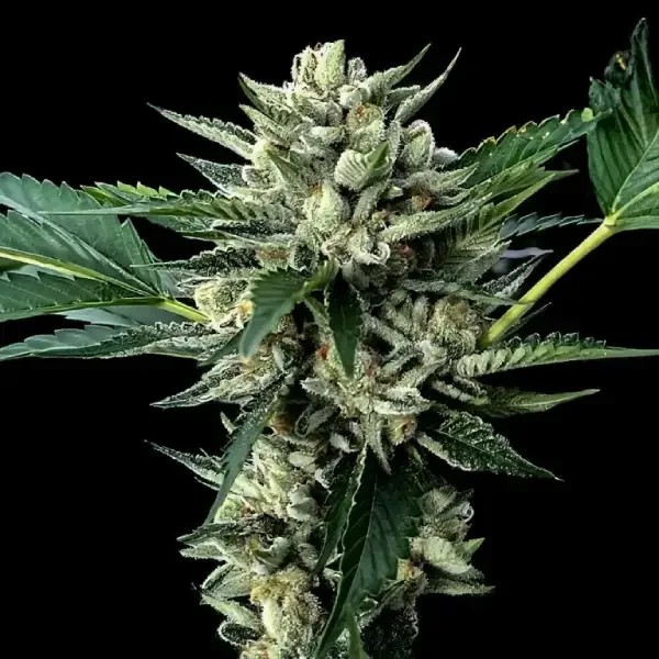 Sour Garlic x Honey Banana van DNA Genetics