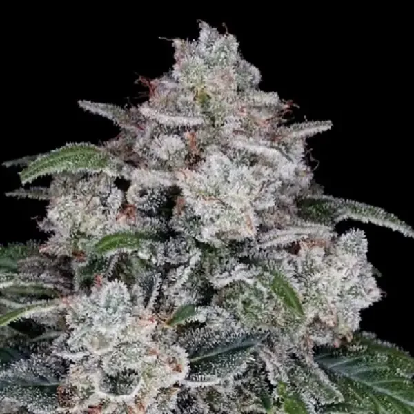 Return of the MAC van DNA Genetics