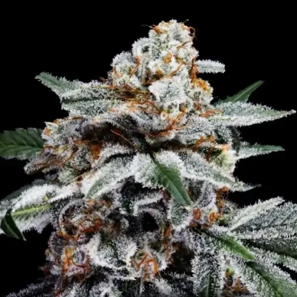 Canelo van DNA Genetics