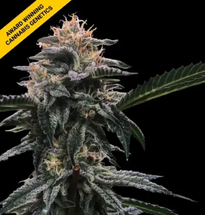 Banana Sorbet van DNA Genetics