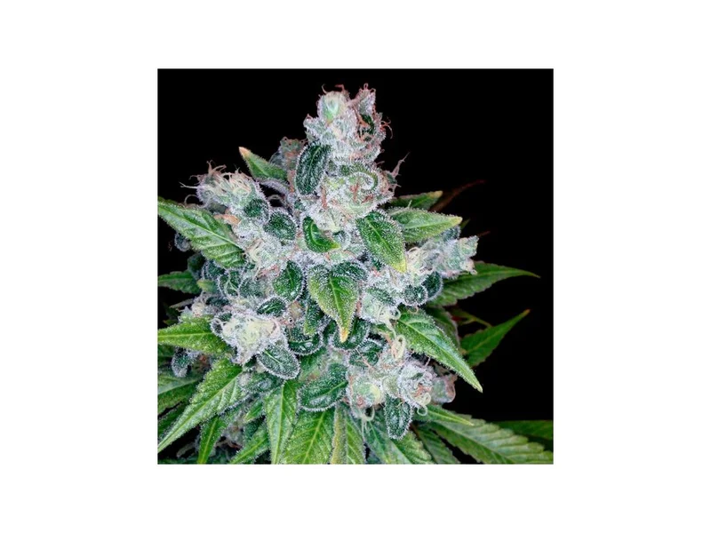 Kandy Kush van DNA Genetics
