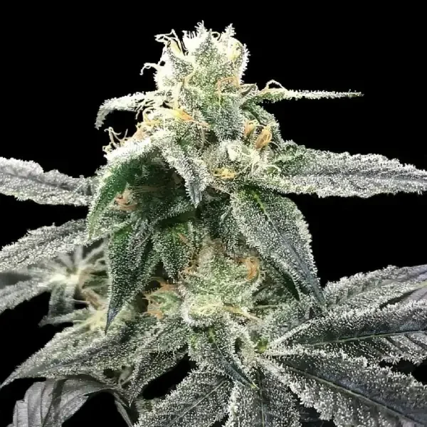 Blue Dream van DNA Genetics