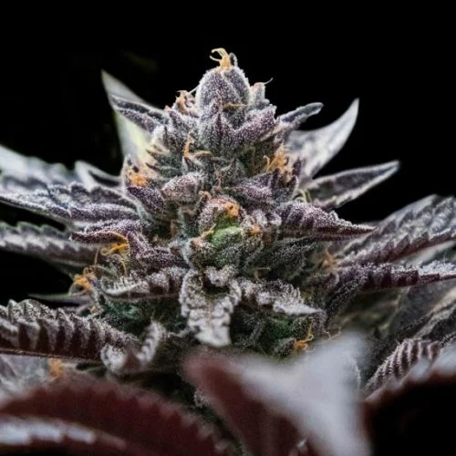 Double Stuffed Sorbet van DNA Genetics