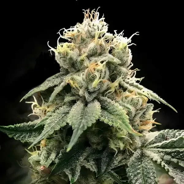 C.T.S Aka Chocolate Truffle Shuffle van DNA Genetics