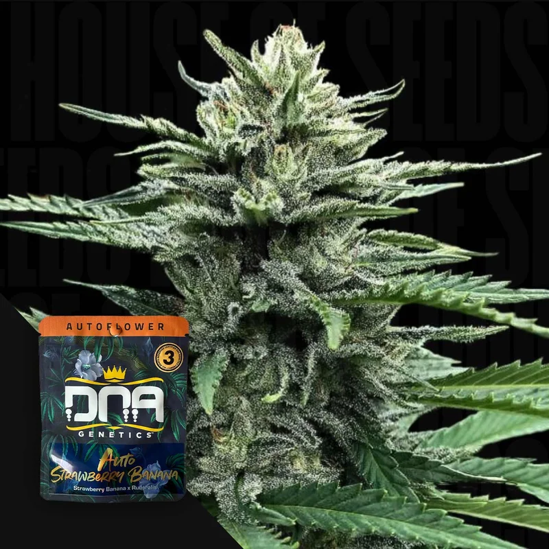 Strawberry Banana van DNA Genetics