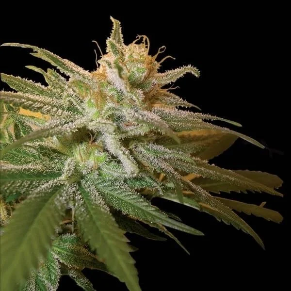 Kushberry van DNA Genetics