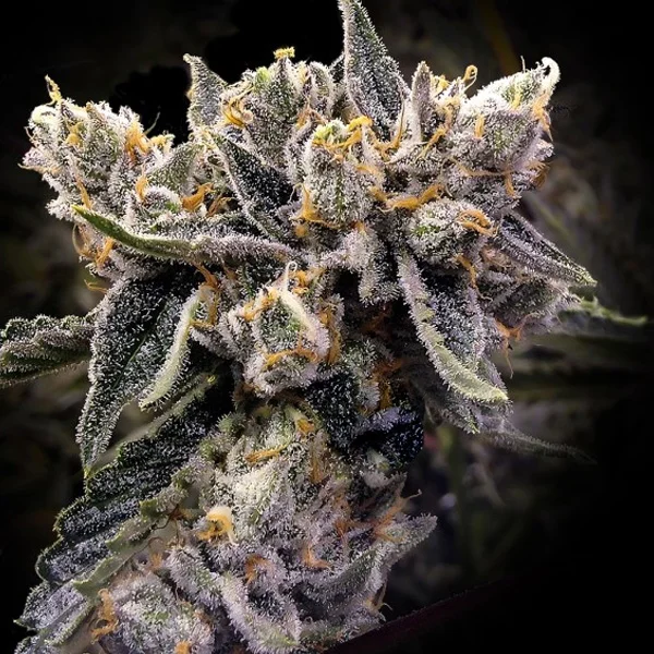 Bruised Banana van DNA Genetics