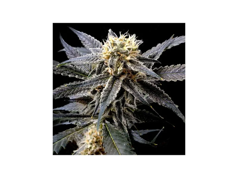 Strawberry Banana van DNA Genetics