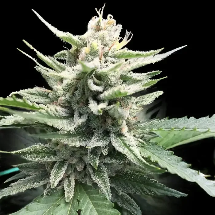 Honey Banana S1 by DNA Genetics