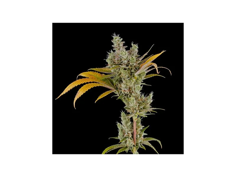 24k Gold van DNA Genetics