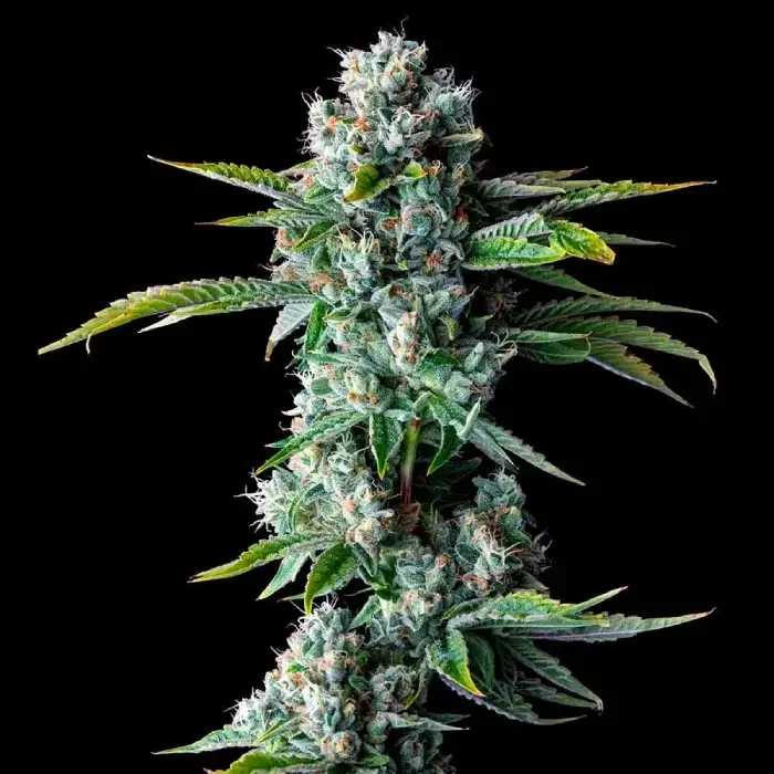 Skywalker Kush van DNA Genetics