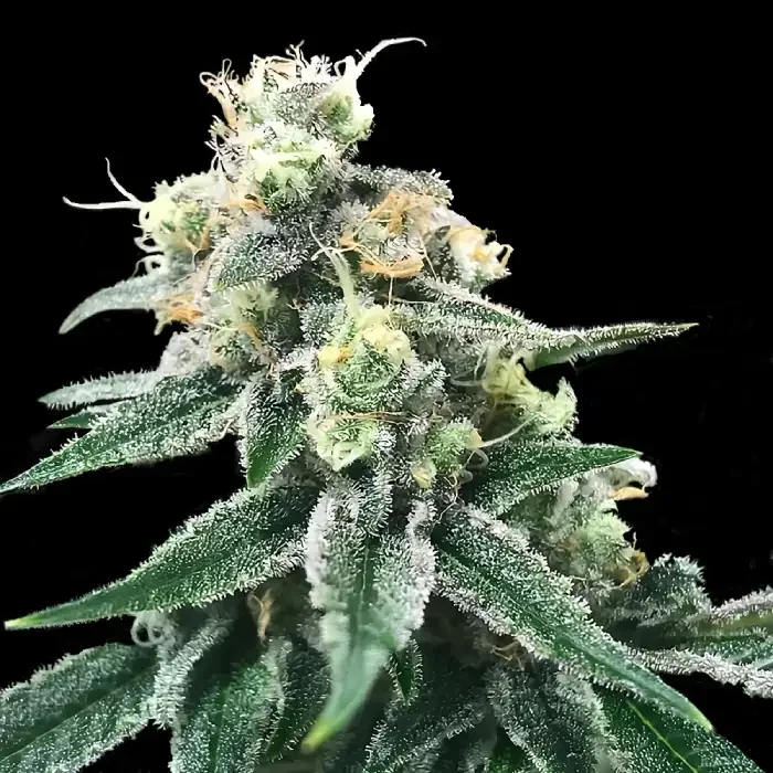 Swiss Miss van DNA Genetics