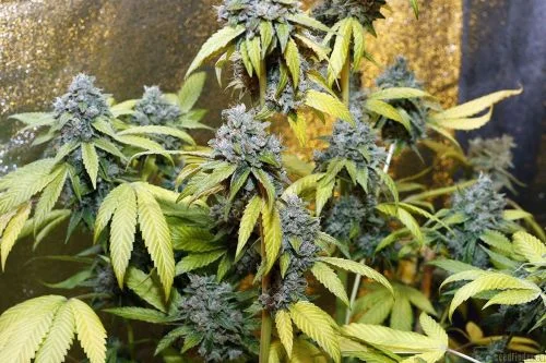 Holy Grail Kush van DNA Genetics