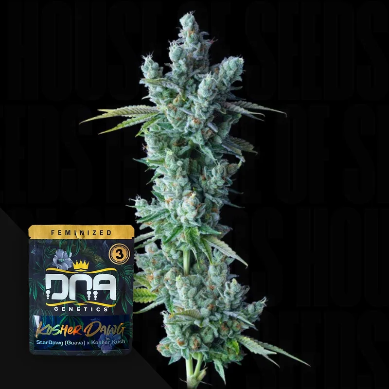Kosher Dawg van DNA Genetics