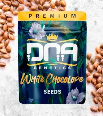 White Chocolope van DNA Genetics