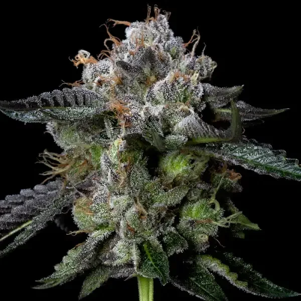 Four Prophets van DNA Genetics