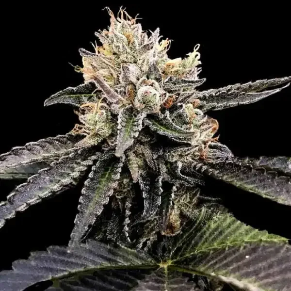 Cataract Cake van DNA Genetics
