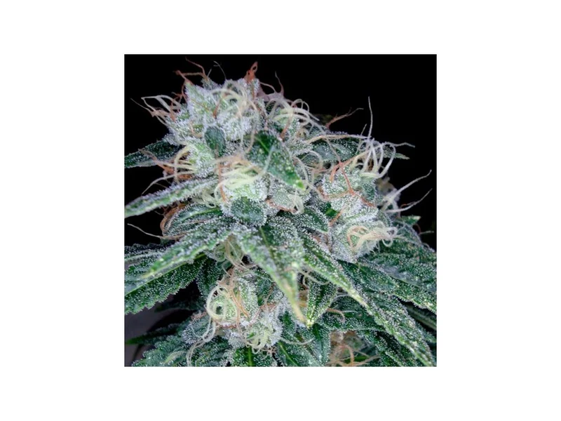 Sour Diesel van DNA Genetics