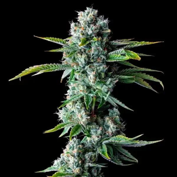 Skywalker Kush van DNA Genetics