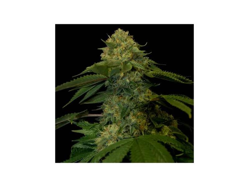 Holy Grail Kush van DNA Genetics