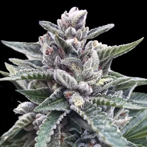 Kosher Sorbet van DNA Genetics