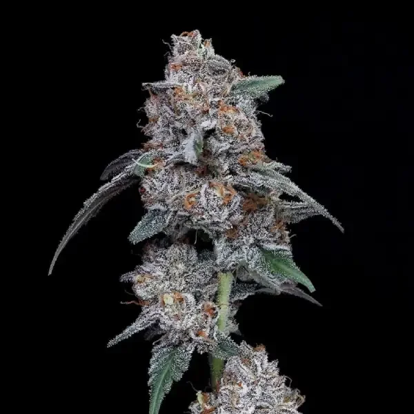 The Big Mac van DNA Genetics