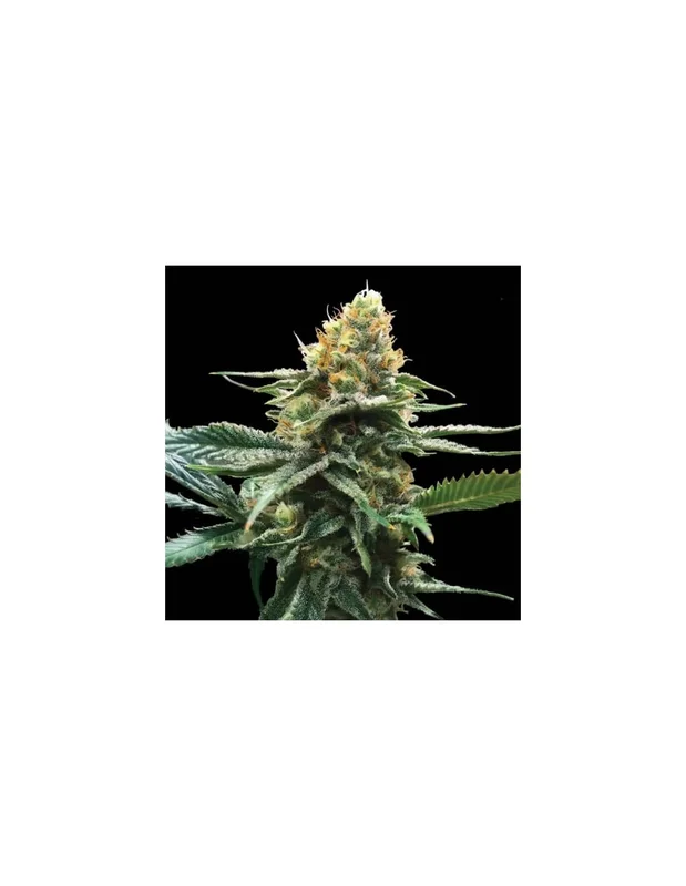 Sour Sorbet van DNA Genetics
