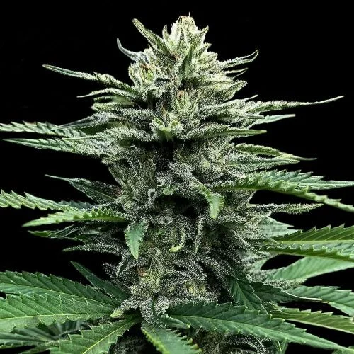 Strawberry Banana van DNA Genetics