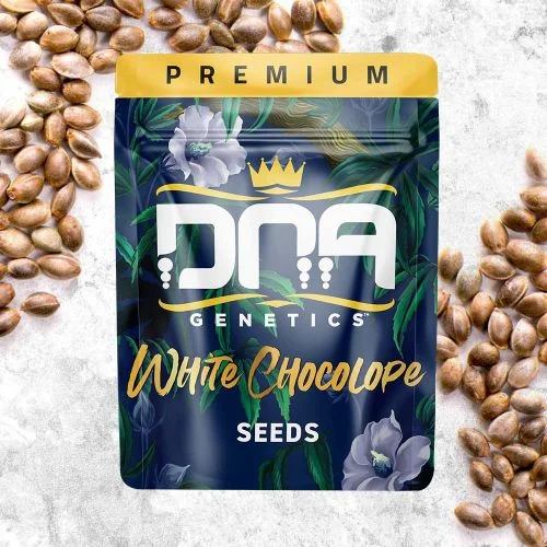 White Chocolope van DNA Genetics
