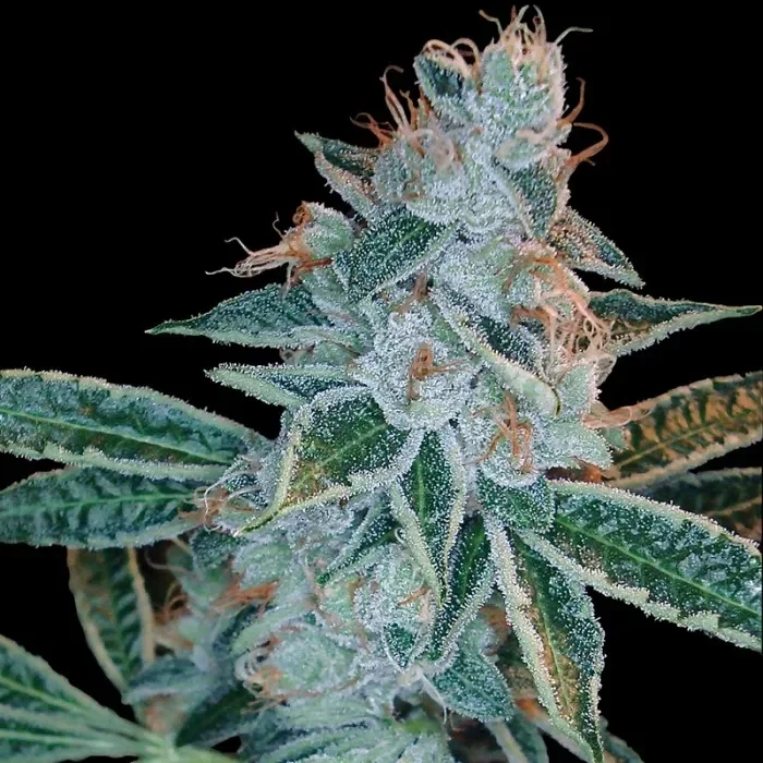 Miss DNA van DNA Genetics