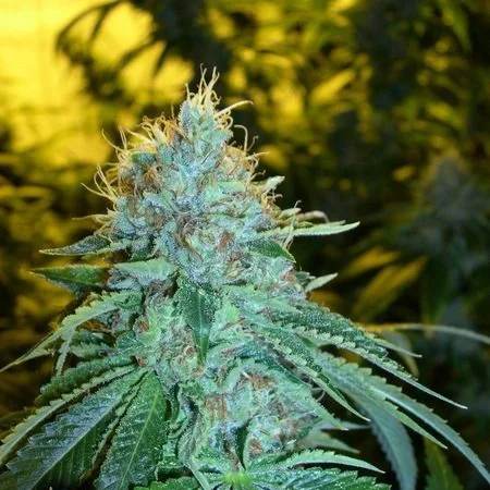 The OG #18 van DNA Genetics
