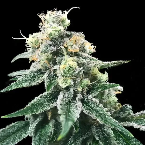 Swiss Miss van DNA Genetics