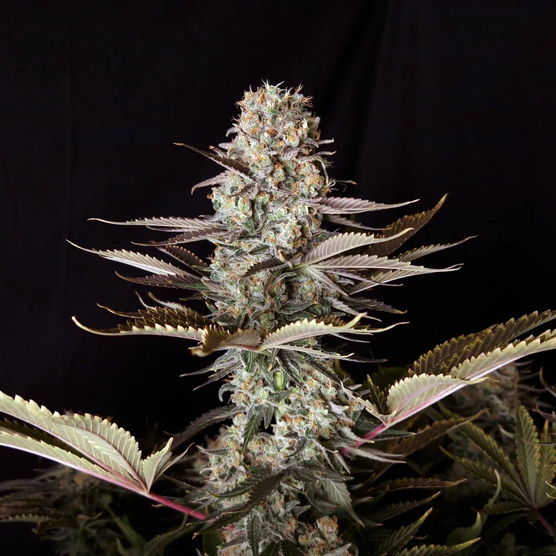 DC Kush van Doctor's Choice