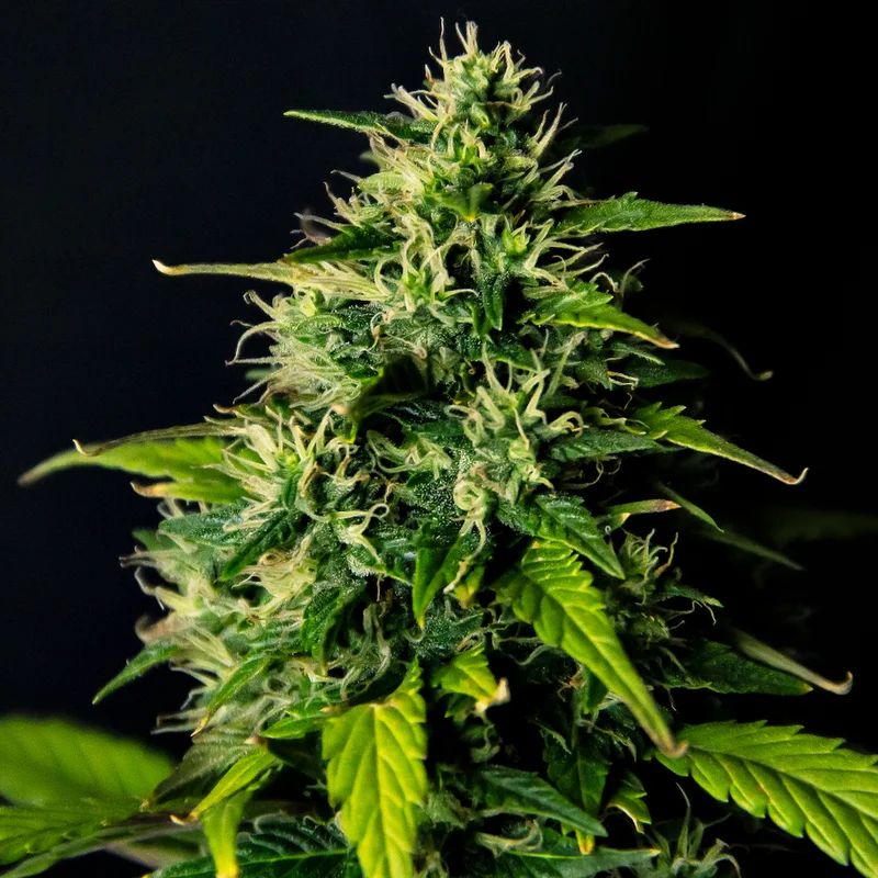 DC Cure 1:1 van Doctor's Choice