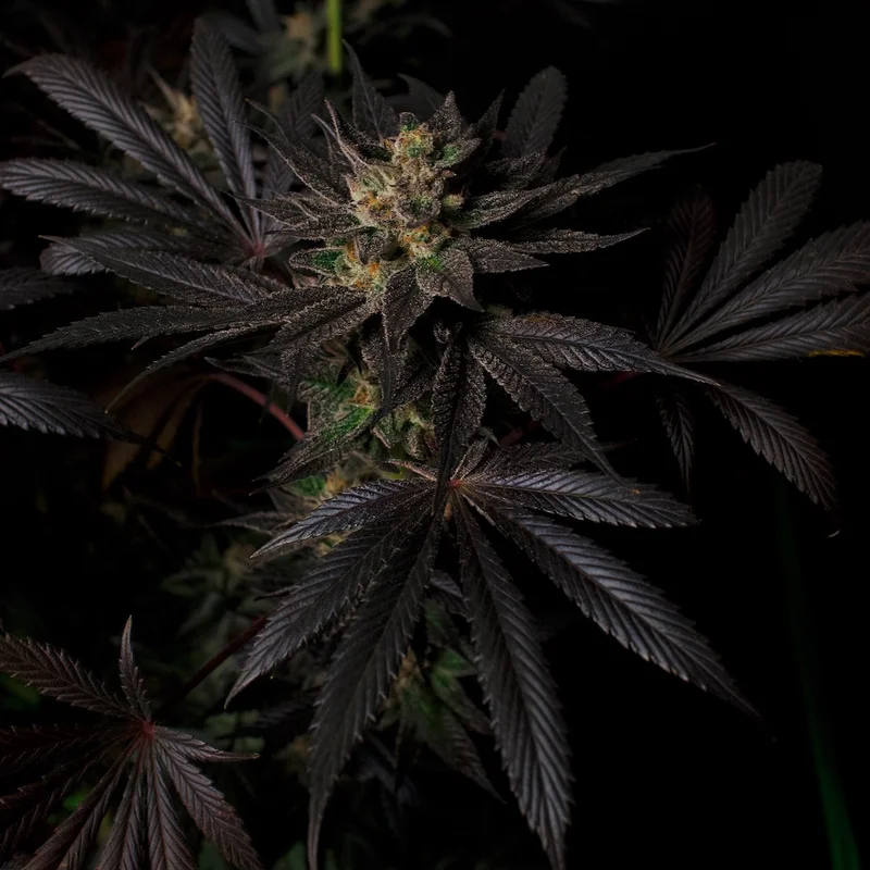 Black Mamba #42 van Doctor's Choice