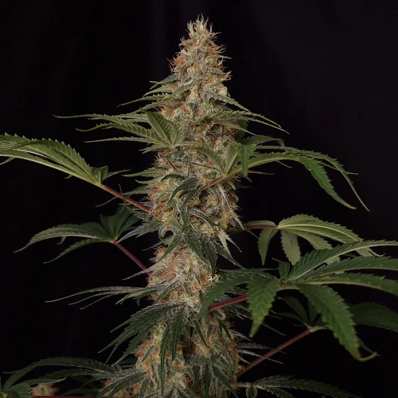 Cali Crasher van Doctor's Choice