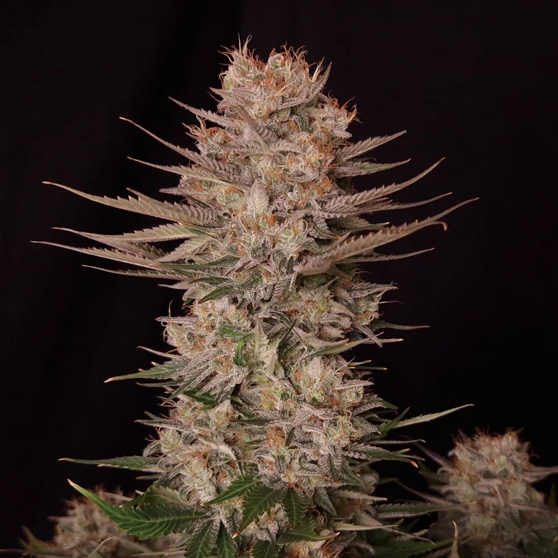 Chronic Fast F1 BX van Doctor's Choice