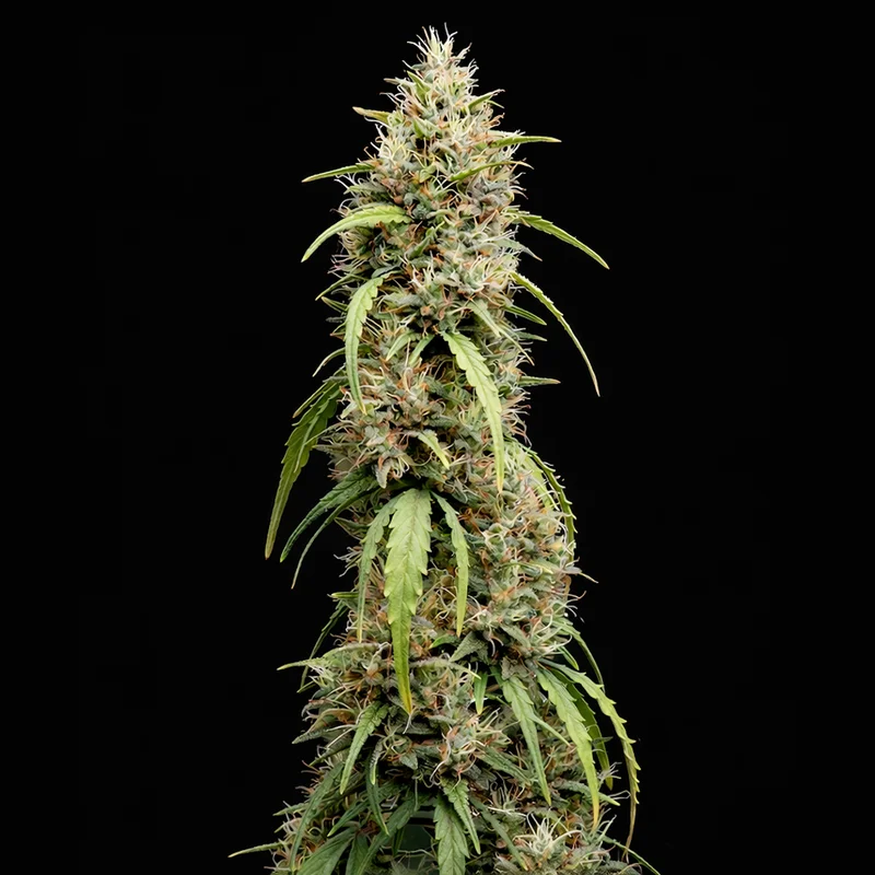 Deepforest Super van Doctor's Choice