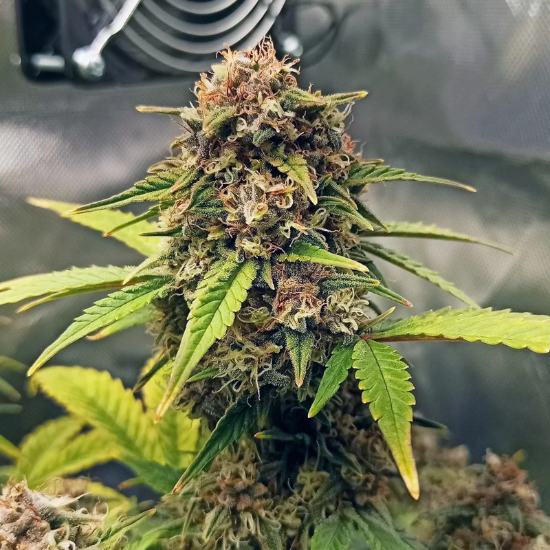 Purple Fast BX van Doctor's Choice