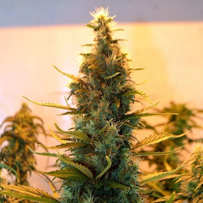 Lowryder #2 van Doctor's Choice
